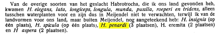Habrotrocha penardi Habrotrocha penardi