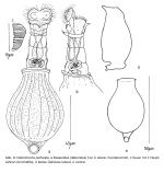 Habrotrocha perforata