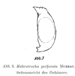 Habrotrocha perforata