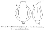 Habrotrocha perforata