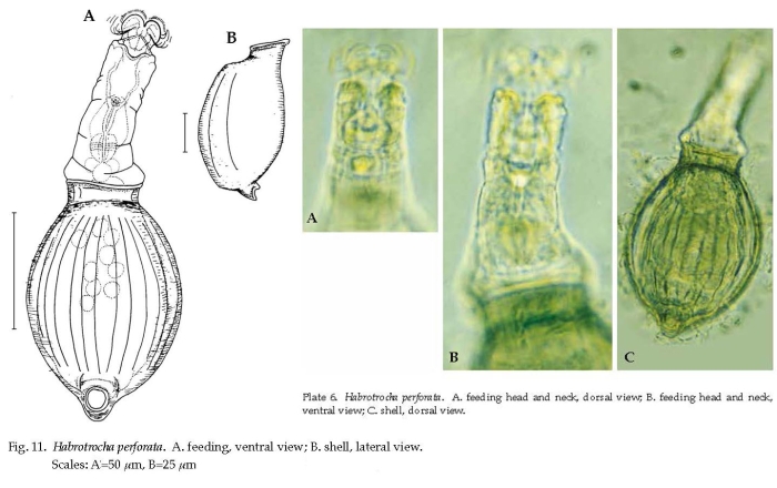 Habrotrocha perforata