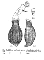 Habrotrocha perforata