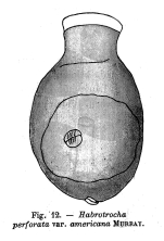 Habrotrocha perforata americana