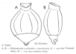 Habrotrocha perforata americana