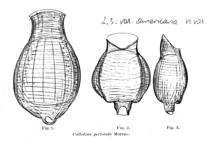 Habrotrocha perforata americana - Original description image