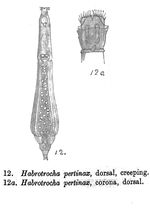 Habrotrocha pertinax - Original description image