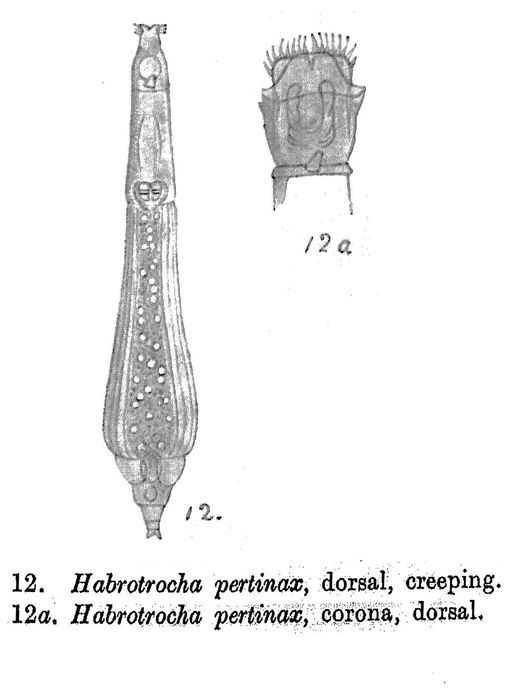 Habrotrocha pertinax Habrotrocha pertinax
