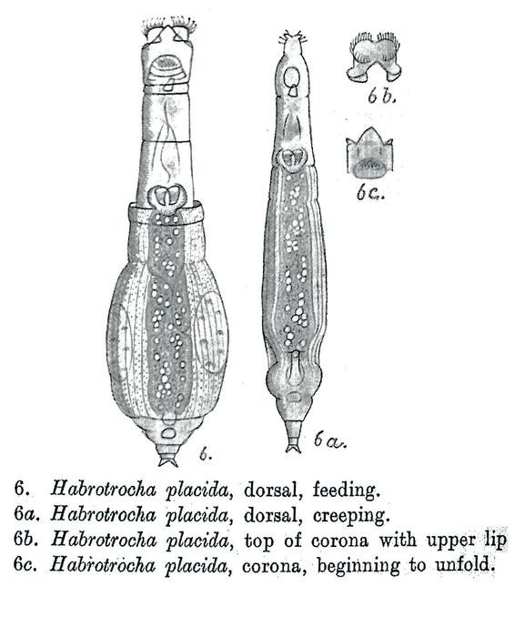 Habrotrocha placida - Original description image