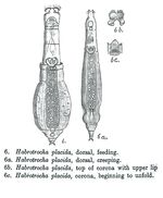 Habrotrocha placida