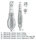 Habrotrocha placida