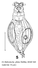 Habrotrocha plana