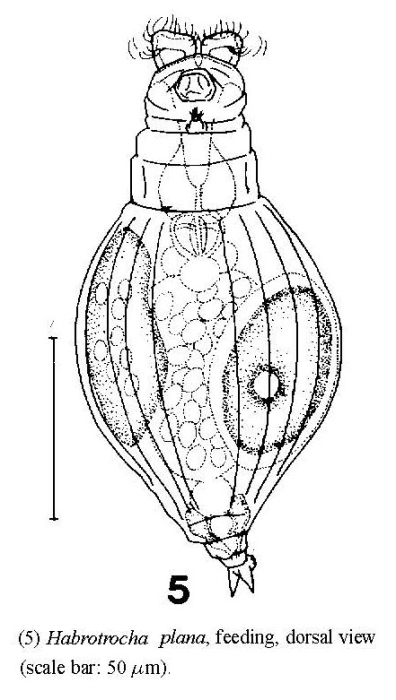 Habrotrocha plana