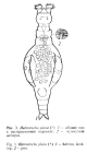 Habrotrocha plana