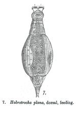 Habrotrocha plana - Original description image