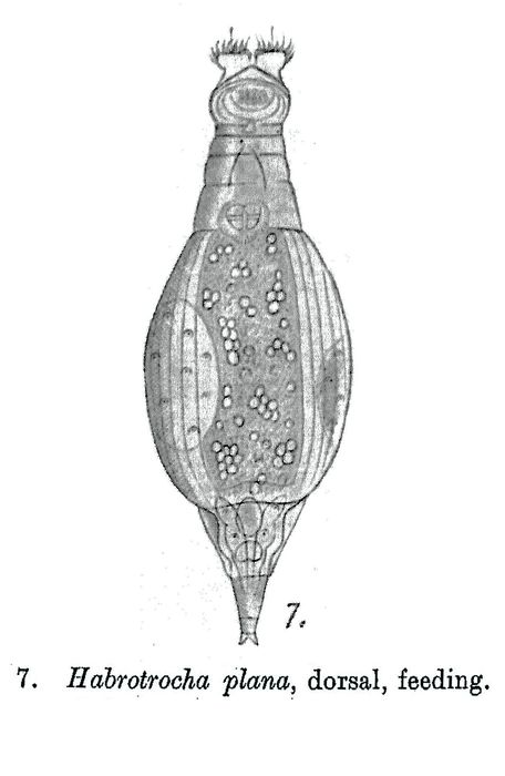 Habrotrocha plana - Original description image