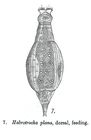 Habrotrocha plana