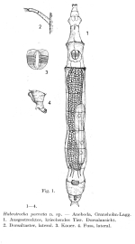 Habrotrocha porrecta - Original description image