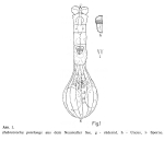Habrotrocha praelonga