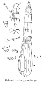 Habrotrocha praelonga - Original description image