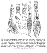 Habrotrocha proxima - Original description image