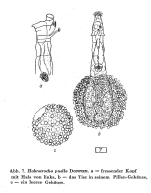 Habrotrocha puella