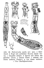 Habrotrocha puella - Original description image