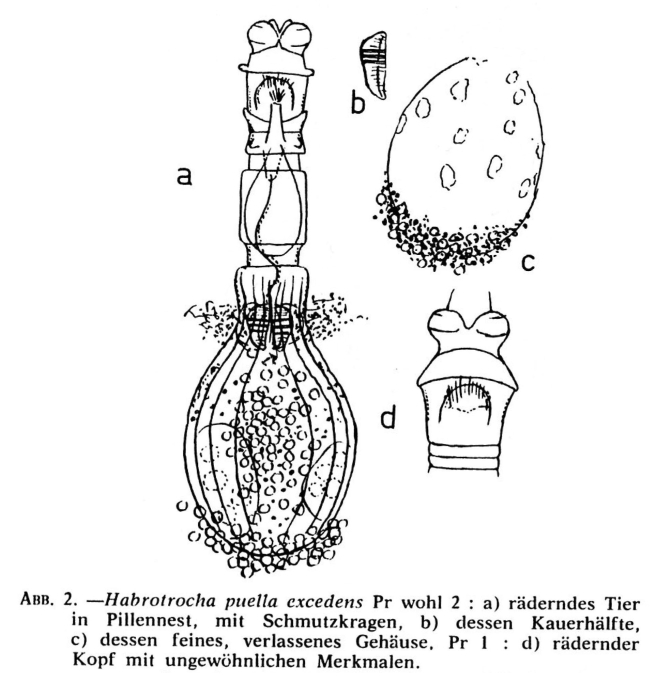 Habrotrocha puella excedens