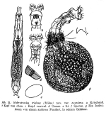 Habrotrocha puella excedens - Original description image