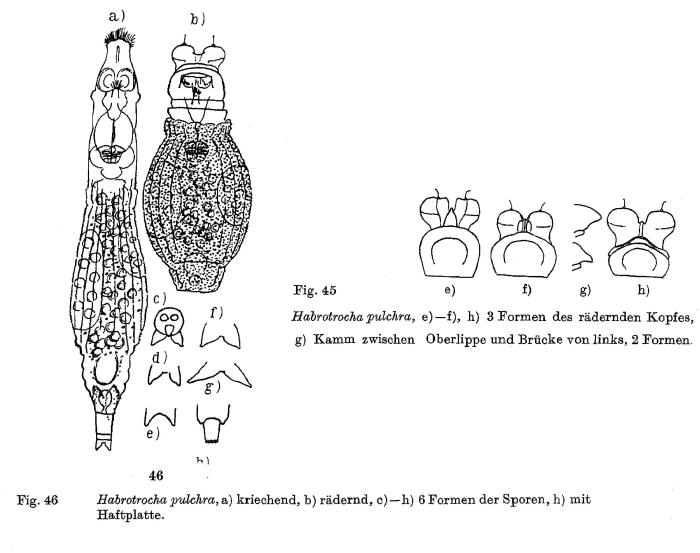 Habrotrocha pulchra Habrotrocha pulchra