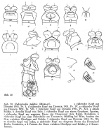 Habrotrocha pulchra