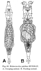 Habrotrocha pulchra