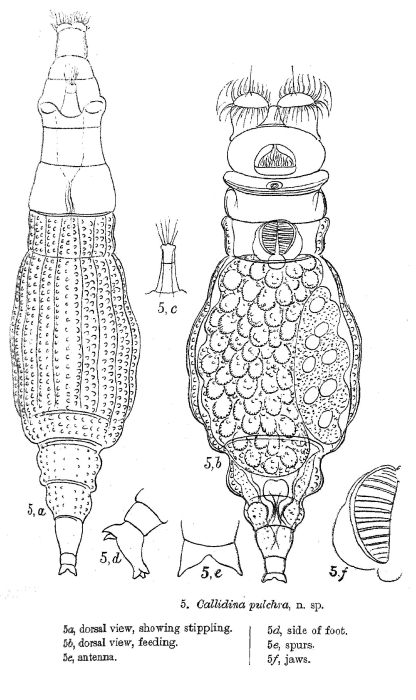 Habrotrocha pulchra - Original description image