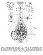 Habrotrocha pusilla