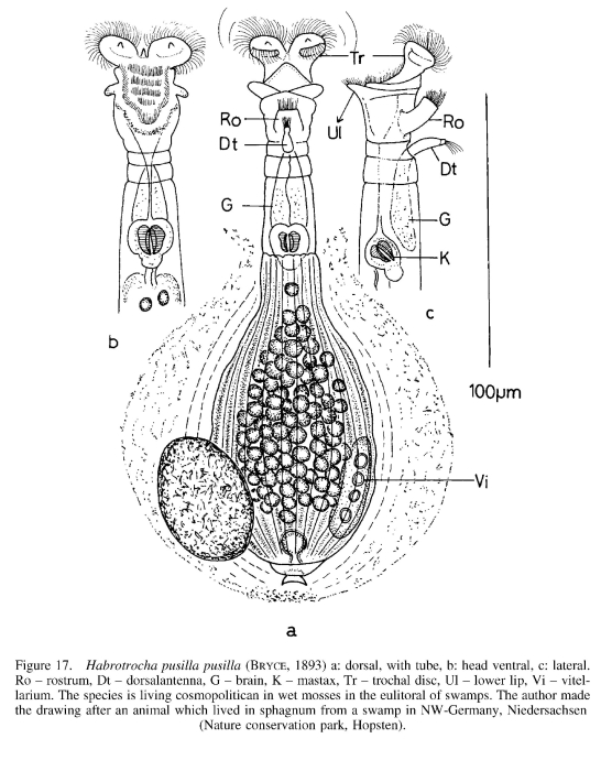 Habrotrocha pusilla Habrotrocha pusilla