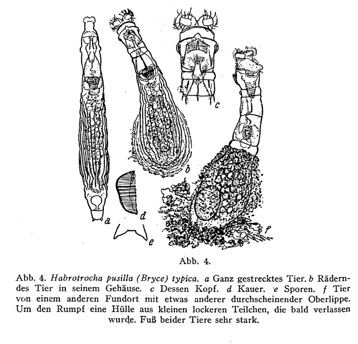 Habrotrocha pusilla