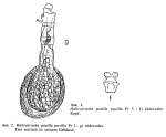 Habrotrocha pusilla