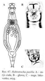 Habrotrocha pusilla