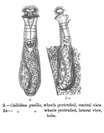 Habrotrocha pusilla - Original description image