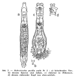 Habrotrocha pusilla nuda