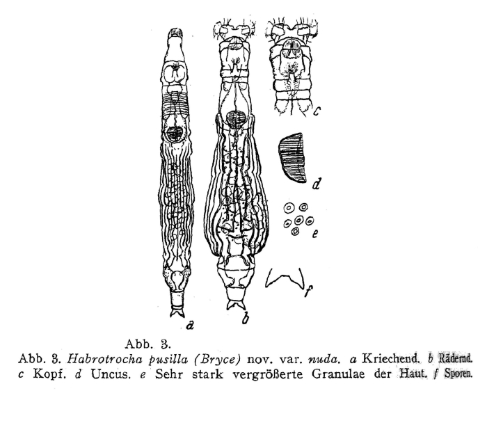 Habrotrocha pusilla nuda - Original description image