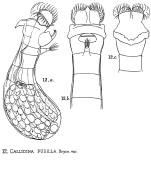 Habrotrocha pusilla textrix
