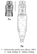 Habrotrocha pusilla textrix