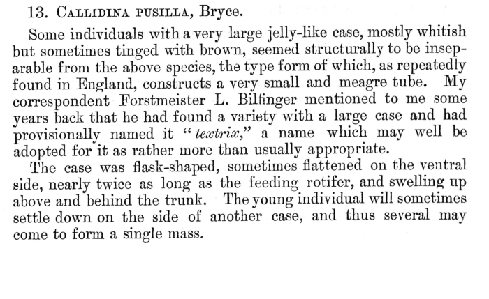 Habrotrocha pusilla textrix - Original description image