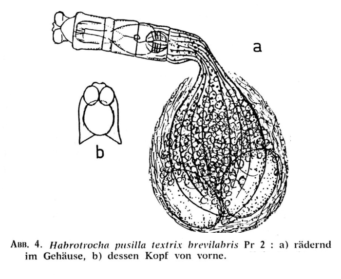 Habrotrocha pusilla textrix f. brevilabris