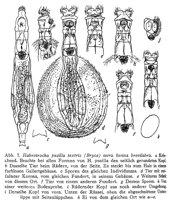 Habrotrocha pusilla textrix f. brevilabris Habrotrocha pusilla textrix f. brevilabris
