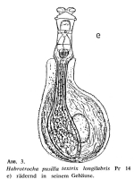 Habrotrocha pusilla textrix f. longilabris