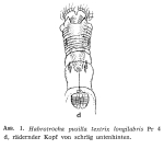 Habrotrocha pusilla textrix f. longilabris