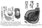 Habrotrocha pusilla textrix f. longilabris