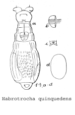 Habrotrocha quinquedens - Original description image