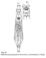 Habrotrocha quinquedens doornensis